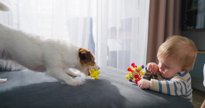 A curious toddler and a small dog interact playfully on a soft surface near a window, with the child holding a colorful toy while the dog examines and sniffs a yellow star-shaped object in a bright