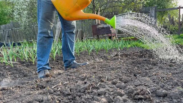 Watering growing vegetable plants in the garden with a watering can. 