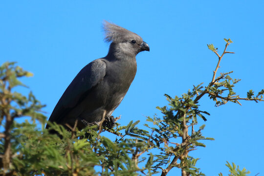 Graul&auml;rmvogel / Grey lourie or Grey go-away-bird / Crinifer concolor