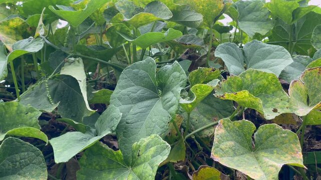 Lush green pumpkin leaves or cucumber vines growing in the garden