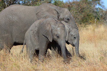 Fototapeta premium Afrikanischer Elefant / African elephant / Loxodonta africana