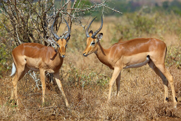 Obraz premium Schwarzfersenantilope / Impala / Aepyceros melampus