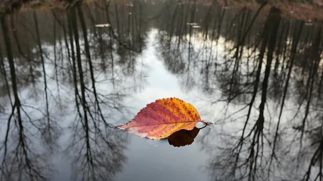Single Colorful Autumn Leaf Floating on Calm River Water
