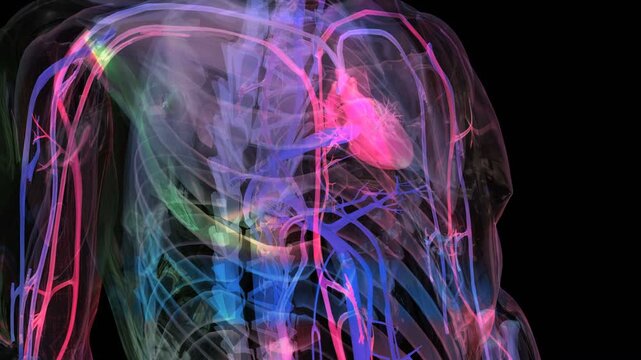 Futuristic 3D medical visualization close up of human anatomy showing beating heart and circulatory system.