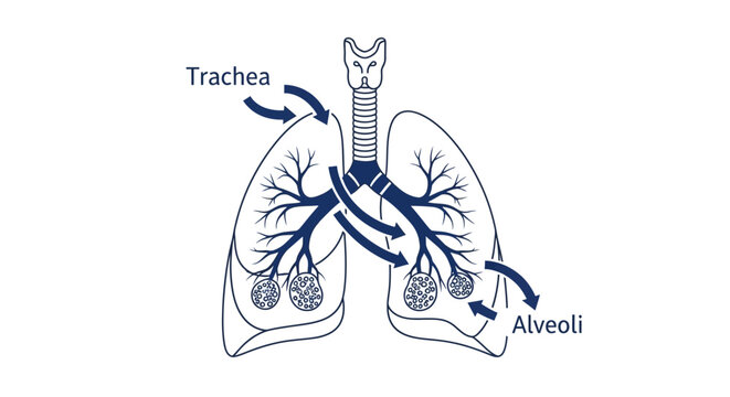 Human lungs anatomy medical diagram.