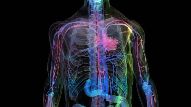 Futuristic 3D medical scan animation of human body front view. Transparent digital silhouette showing brain structure, neural network, head anatomy and blood circulatory system with neon glowing light