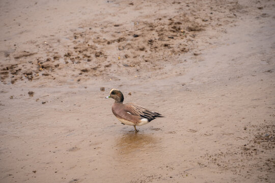 American Wigeon on Mudflat