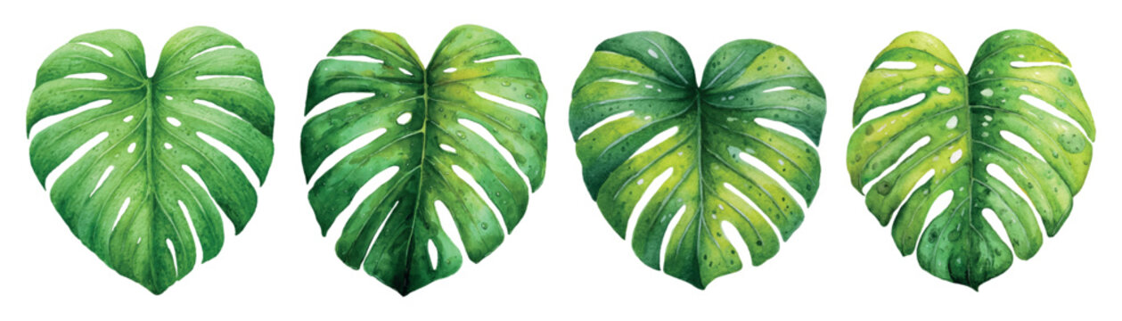 Watercolor monstera leaves creating a tropical background, illustrating exotic botany, natural jungle elements, hawaiian summer vibes, and lush greenery art