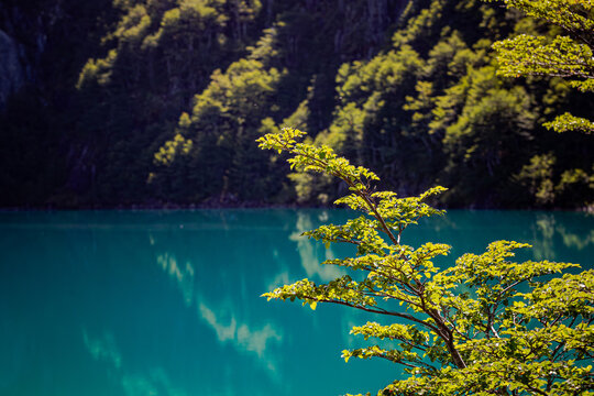 Sunlit green leaves overlooking a turquoise alpine lake