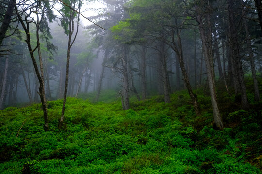 Misty morning in a lush green temperate forest