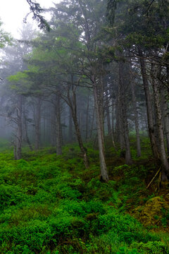 Vibrant green ground cover in a foggy forest