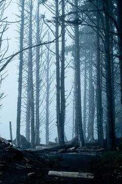 Bare trees standing in a moody foggy forest