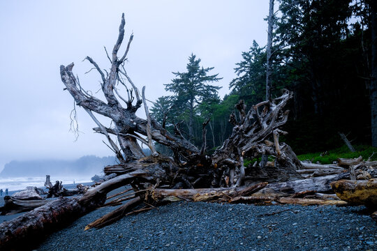 Massive driftwood on a foggy Pacific Northwest beach