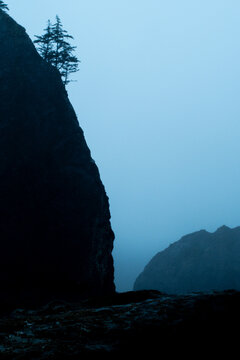 Silhouetted sea cliff and trees in moody blue fog