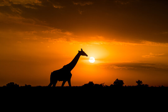 Giraffe Silhouette Against Dramatic African Sunset