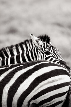 Close Up Zebra Pattern in Black and White Safari Wildlife Scene