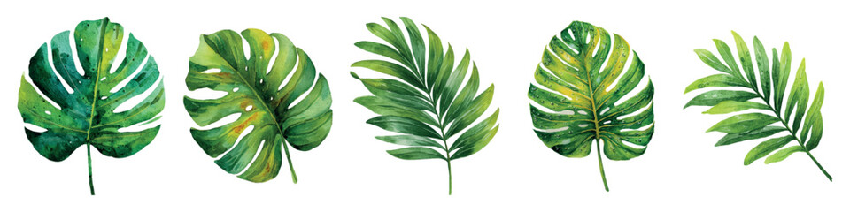 Tropical green watercolor leaves featuring monstera and assorted palms, hand painted botanical elements on white background for design, pattern and illustration use © Mari