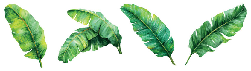 Watercolor banana leaves collection illustrating tropical botanical foliage, creating an exotic green plant design for patterns, borders, or decorative elements on a white background © Mari
