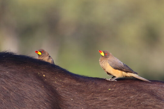 Gelbschnabel-Madenhacker / Yellow-billed oxpecker / Buphagus africanus