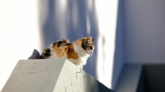 A fluffy Calico cat sitting on a wall in the sunlight