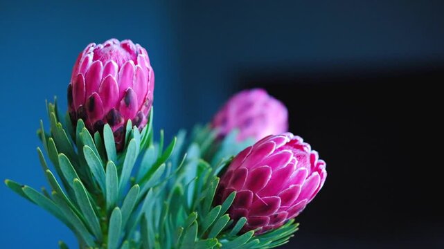 Stunning pink proteas against a dark background