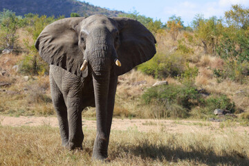 Fototapeta premium Afrikanischer Elefant / African elephant / Loxodonta africana