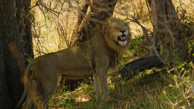 An adult male African lion standing amidst thick wilderness, baring his teeth and roaring aggressively to mark his territory.