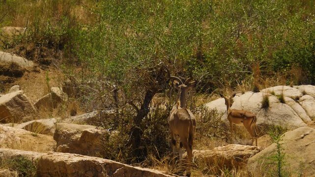 A back view of a majestic male greater kudu with prominent spiral horns standing next to a smaller female impala antelope.