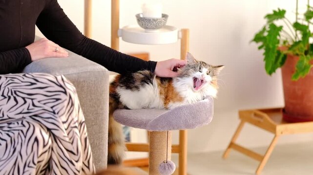 Woman pets and strokes a cute, long haired, Calico cat in a beautiful home