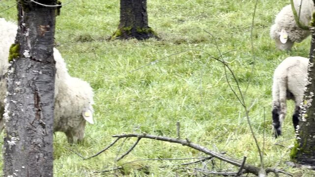 Sheep graze under apple trees; they eagerly eat the grass, panning shot, zoomed in