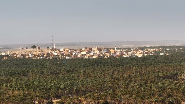 Extensive drone view over a dense date palm plantation crop stretching out into the arid desert horizon in Tunisia. agriculture, farming, and organic food concepts.