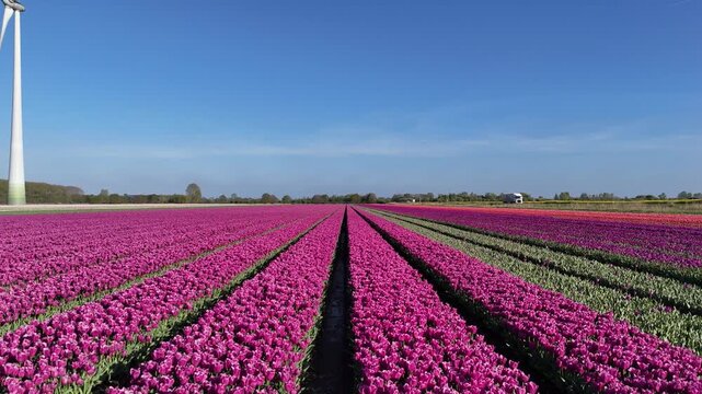 Close aerial view over tulip rows with truck and turbine