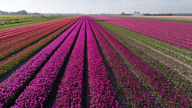 Drone tracks along long flower lines in varying colors