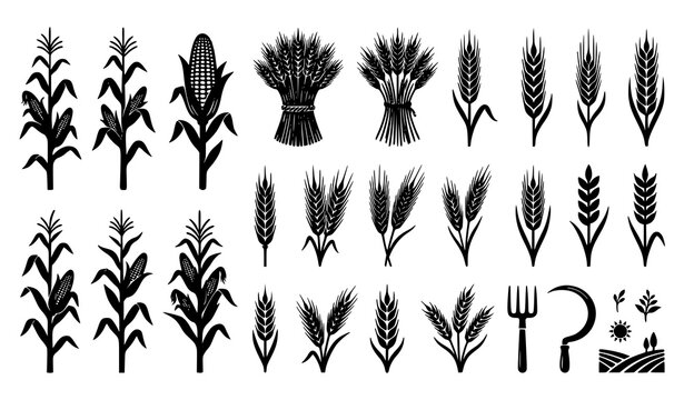 Agricultural harvest silhouette vector set corn stalk and wheat ear illustrations