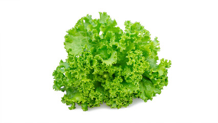 Obraz premium Fresh green lettuce head isolated on white background, macro photography of organic curly lettuce vegetable for healthy diet salad