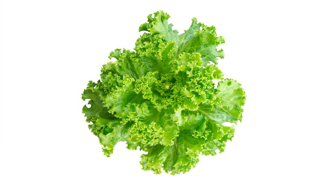 Fresh green lettuce head isolated on white background, macro photography of organic curly lettuce vegetable for healthy diet salad