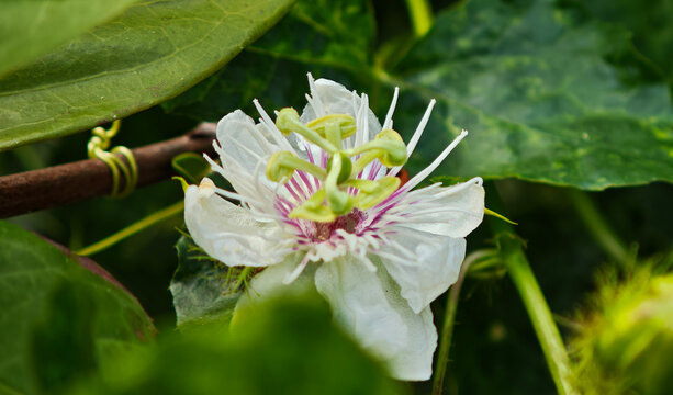 Passiflora foetida flowers blooming in the garden