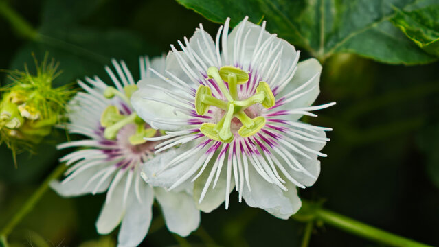 Passiflora foetida flowers blooming in the garden