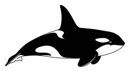 Killer Whale Illustration - Orca Marine Mammal © Tiga