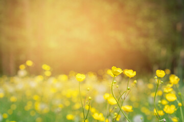 Obraz premium Soft focus meadow filled with yellow buttercup flowers and dark forest background.