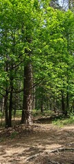 Fototapeta premium Forest with trees on a summer day, forest path.