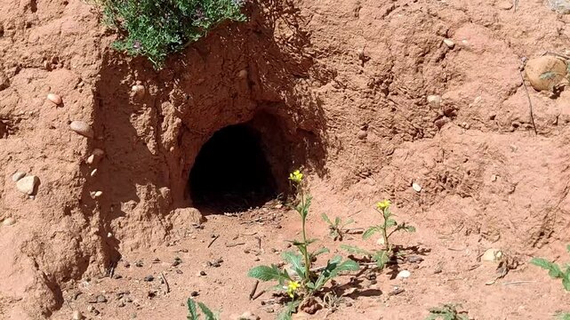 shot of wild rabbit burrow hole in dry red soil with scattered droppings and weeds swaying in the wind