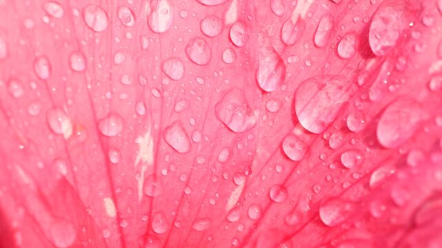 water drops on pink petals