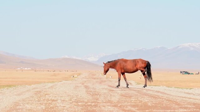 Kyrgyz horse lifting back leg in Achik-Tash valley near Lenin Peak. Funny animal behavior on high-altitude road with nomadic yurt camp and mountains in background.