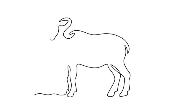 Graceful single line ram standing on a wavy ground, showcasing bold curved horns. Self drawing animation one continuous line draw, logo on white background