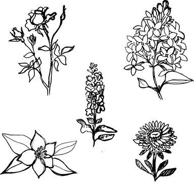 Set of hand-drawn garden flowers. Black and white graphic vector sketch of rose, lilac, jasmine, aster and matthiola stock isolated on white