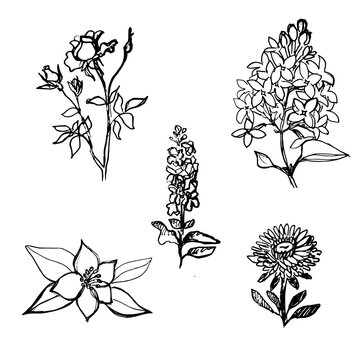 Set of hand-drawn garden flowers. Black and white graphic vector sketch of rose, lilac, jasmine, aster and matthiola stock isolated on white