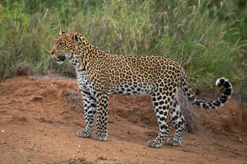 Naklejka premium Male leopard cub stands on bare earth