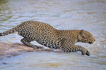 Male leopard jumps across river from rock © Nick Dale