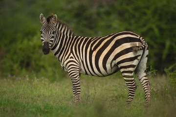 Obraz premium Plains zebra stands watching camera from clearing